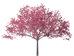 cherry tree - besplatni png