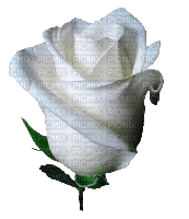 MMarcia gif rosa branca rose white - Gratis animeret GIF