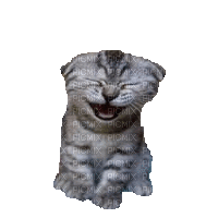 Nina cat - Δωρεάν κινούμενο GIF