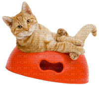 gala animals cat - ücretsiz png