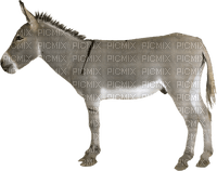 burro - nemokama png