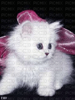 cat - Δωρεάν κινούμενο GIF