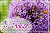 je t'adore - 免费PNG