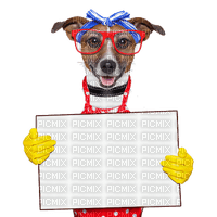 chien à lunettes - png gratis