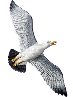 gull katrin - PNG gratuit