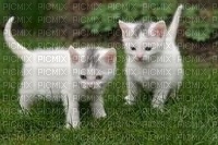 Chatons - 免费PNG