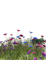 flowers, kukat, sisustus, decor - png ฟรี