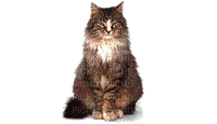 plusieurs chats - Bezmaksas animēts GIF