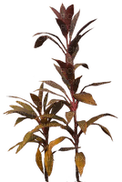 Plants.Plante.Deco.Brown.Victoriabea - PNG gratuit