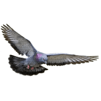 pigeon - ücretsiz png