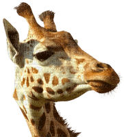 girafe - ilmainen png