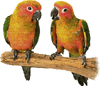 parrot katrin - Бесплатни анимирани ГИФ