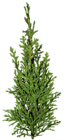 bush by nataliplus - ilmainen png