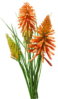 kukka flower fleur - ingyenes png