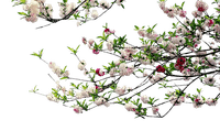 ramas con flores  dubravka4 - Free PNG