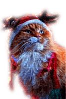 CHRISTMAS CAT - nemokama png