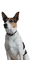 chien/clody - Безплатен анимиран GIF