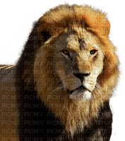 lion, leijona - бесплатно png