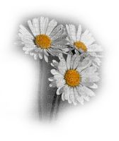 marguerite - Free PNG