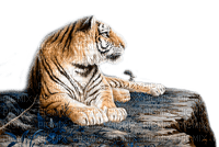 Y.A.M._Animals tiger - δωρεάν png