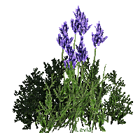 Plants.Fleurs.Flowers.purple.Victoriabea - GIF animé gratuit
