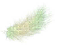 Feder Feather - Free PNG