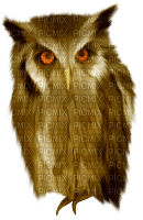 owl - Free PNG