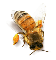 abeille - zadarmo png