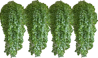Pflanze - Безплатен анимиран GIF