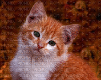 cat schlappi50 - Free animated GIF