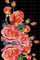 MMarcia fundo flores rosas - nemokama png