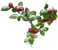 vinter-bär-blomma - δωρεάν png