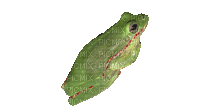 big frog chillin - GIF animate gratis
