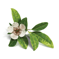 Tea Blossom - Free PNG