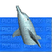 dolphin - Бесплатный анимированный гифка