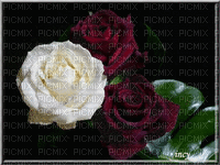 rosas3 - Δωρεάν κινούμενο GIF