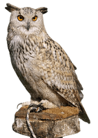 Kaz_Creations Birds Bird Owls Owl - kostenlos png