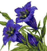 fleurs HD - Besplatni animirani GIF
