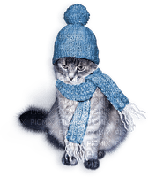 cat winter chat hiver - PNG gratuit