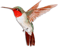 soave deco bird hummingbird orange teal - Free PNG