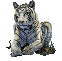 Tiger - GIF animasi gratis