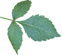 Kaz_Creations Deco Leaves Leafs Colours - 免费PNG