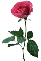 Trandafir 3 - kostenlos png