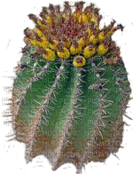 cactus - Darmowy animowany GIF