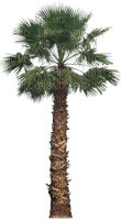 пальма. - ücretsiz png