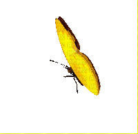 papillon jaune YELLOW BUTTERFLY GIF