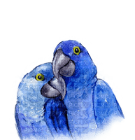 kikkapink tropical parrots blue - безплатен png