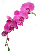 fleurs roses - Free PNG