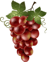 Grapes Fruit  - Bogusia - 免费PNG