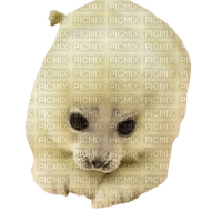 baby seal - nemokama png
